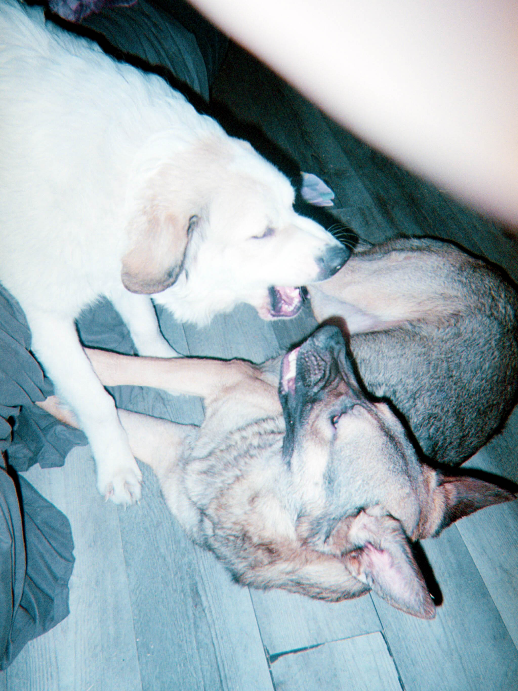 A close, flash-lit photograph of two dogs resting together.